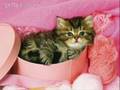 Waltzing Cat - Boston Pops Orchestra