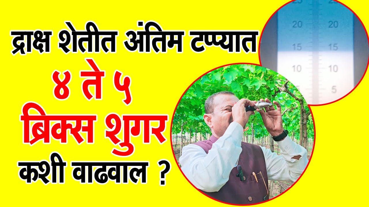 #द्राक्ष शेतीत #अंतिम#टप्प्यात ४ ते ५ ब्रिक्स#शुगर कशी#वाढवाल?।#Doctor_Kisan#grape#farm#शेती#slurry।