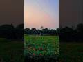 গাঁদা ফুলের ক্ষেত #nature #rurallife #shorts