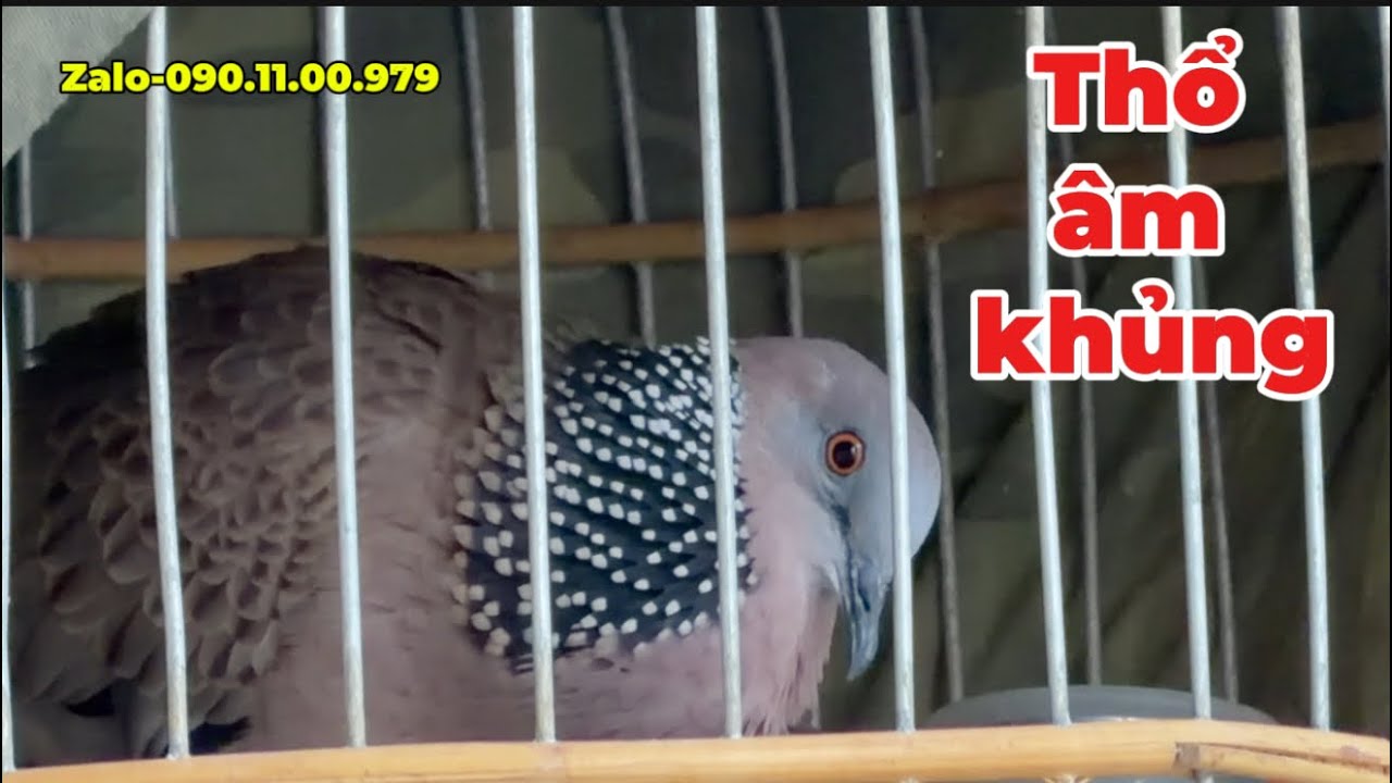 (Đã chia) Chia lại thổ âm khủng kèm phóng rước đầy đủ gù cứnh chim đẹp cho AE cần | 090.11.00.979