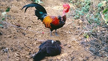 Cov tus qaib tshiab mus sim /13/3/2025