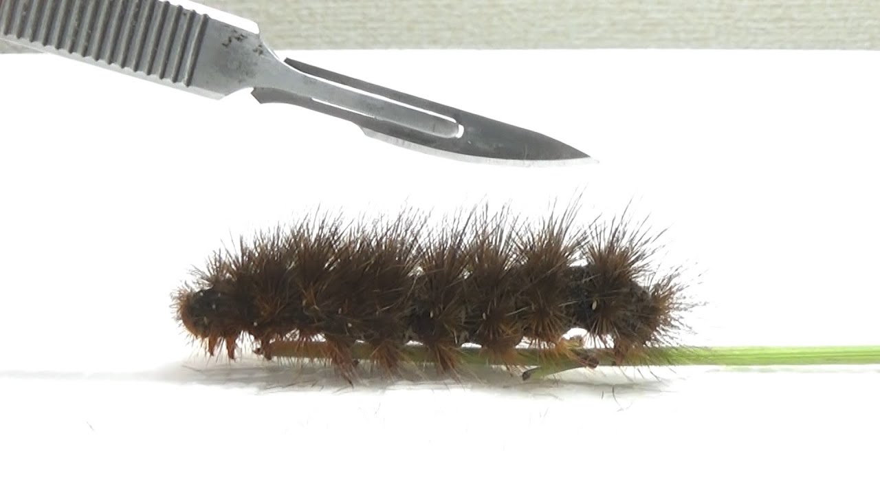 寄生された毛虫の中はどうなっているの 割って見てみよう Youtube