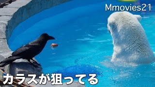 Breakfast of Polar Bear カラスに餌を取られたホッキョクグマ
