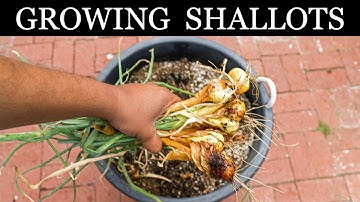 How To Grow Shallots - Growing Shallots In Containers - A Complete Guide