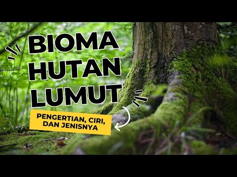 Video: Apakah ciri-ciri bioma hutan?