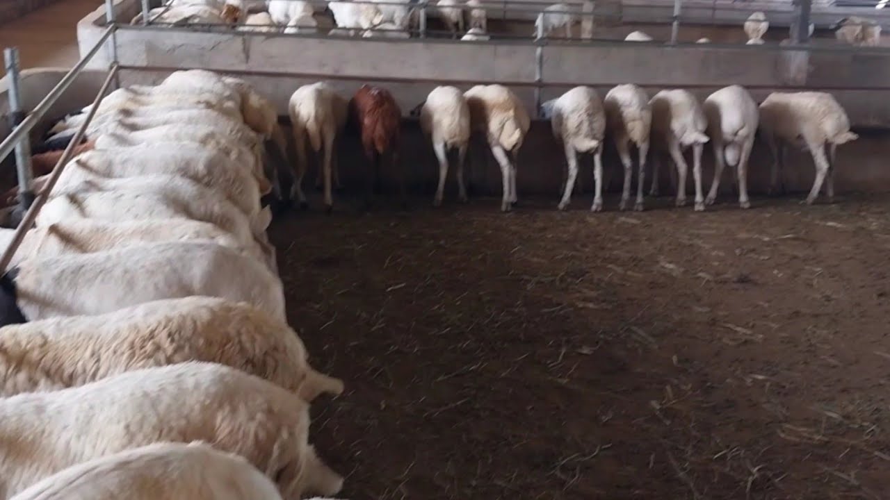 በበግ ሚሊየነር መሆን ይቻላላል | በግ ከድህነት አውጥቶኛል | ምክር የሚሰማ ካለ | #sheep #sheepfarm #sheepdairyfarm