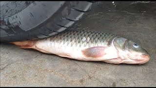 Experiment Car Vs Fish