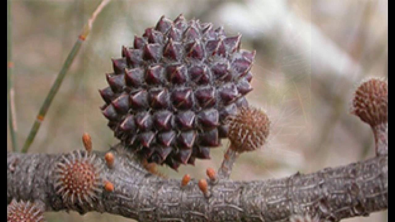 Post 3 - Sheoaks and Native Pine