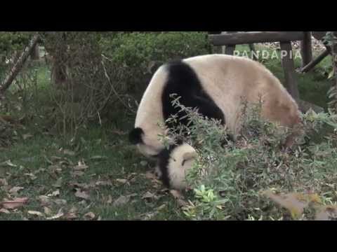 pandapia 20140411-慶賀、明明-耐不住寂寞的慶賀沒多久又跑到木架下麵，把明明生拉硬扯地拽了下來