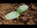 Bottle gourd seedling 🌱 Easy method