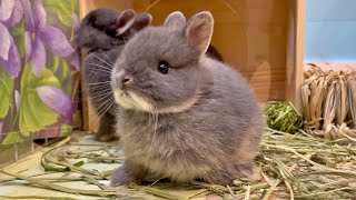  うさぎ 72① 飼い主から逃げる？！広い公園を全速力ダッシュ！Do you run away