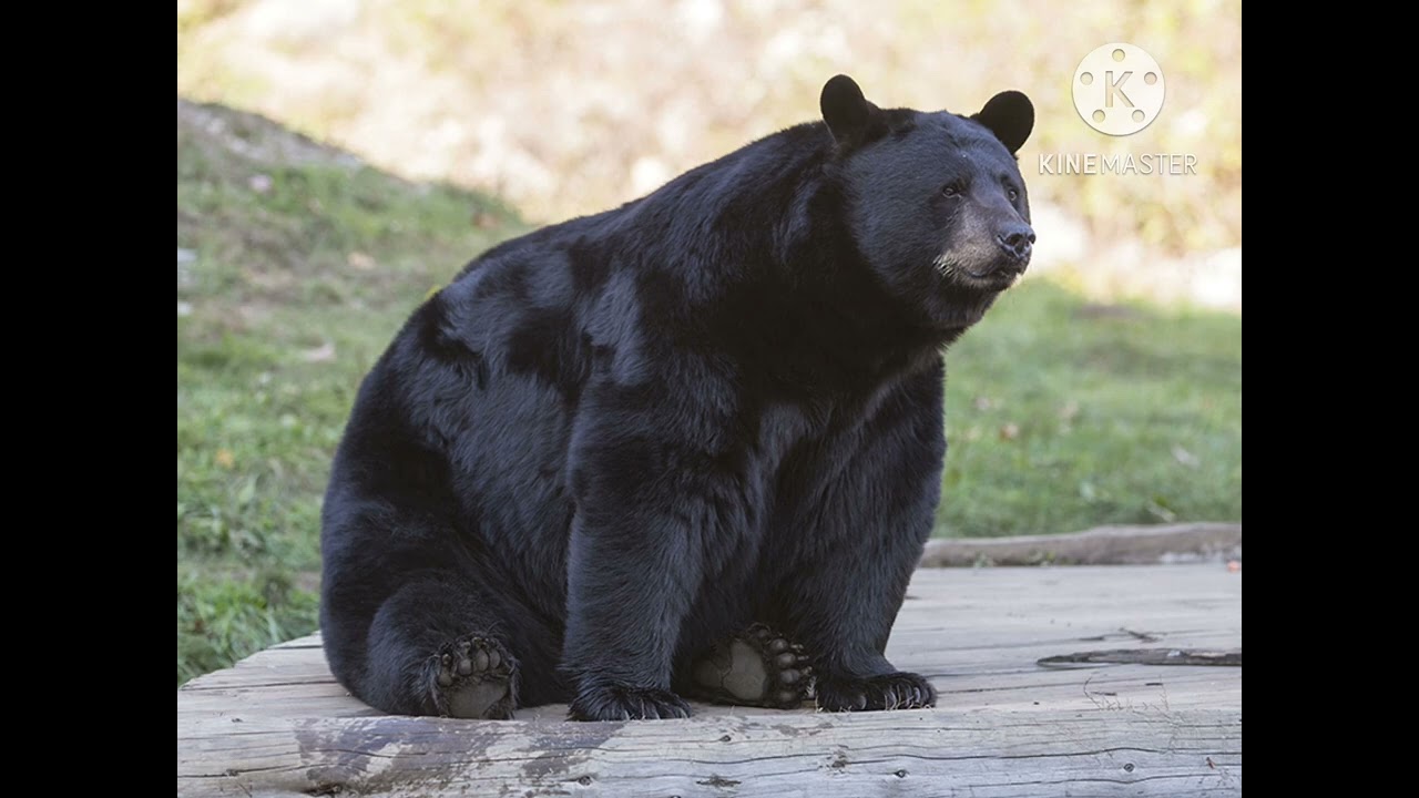 American Black Bear Sound Effects 🐻 🔊 (For Steve Myers)