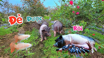 Bất Ngờ Kiếm Được Mồi Ngon Cho Cá Cờ Bạch Tạng Và Tin Vui Bé Ỉn Đã Đến Tuổi Đẻ Rồi / Quế Nghịch