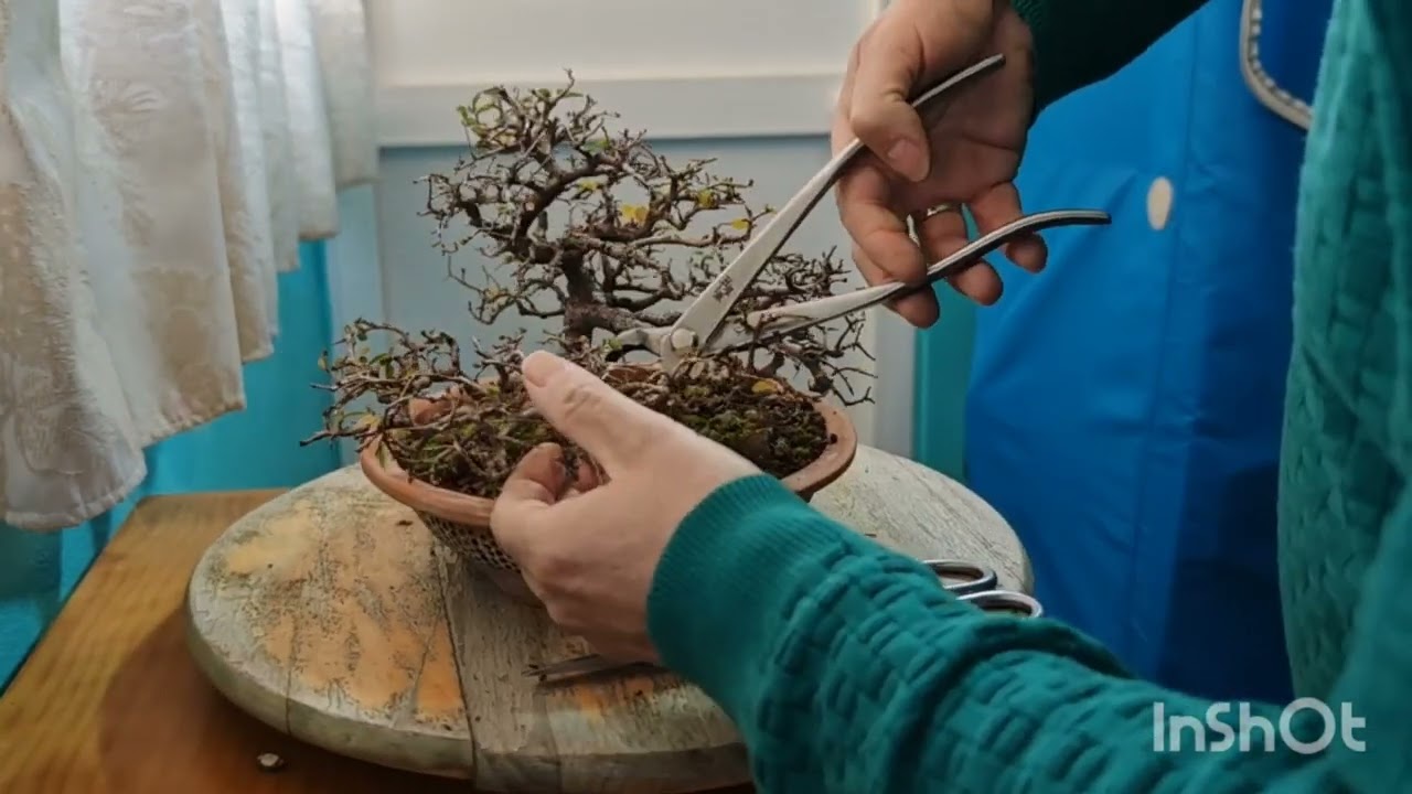 Poda Olmo.#bonsai#binsaiulmus