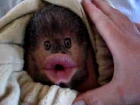 Monkey Chin Matt - YouTube