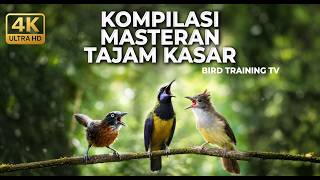 🔴 Live Termewah Saat Ini Cucak Cungkok Gacor Isian Kunti Walang vs Jenggot Greja vs Tepus Kepala Abu