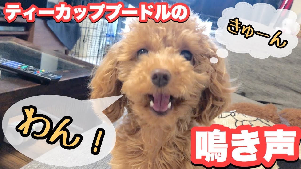 ティーカッププードルだった カイト Youtube Channel Analytics And Report Powered By Noxinfluencer Mobile