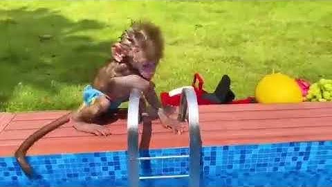 Monkey Baby Bon Bon harvest fruit in the garden and eat with puppy and duckling at the pool