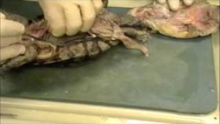 Reptile Anatomy And Dissection