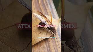 Leafcutter Ants Are Tiny Fungus Farmers #shorts