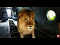 Огромный лев, который ЖИВЕТ в САМОЛЕТЕ! A huge lion that LIVES on a PLANE!