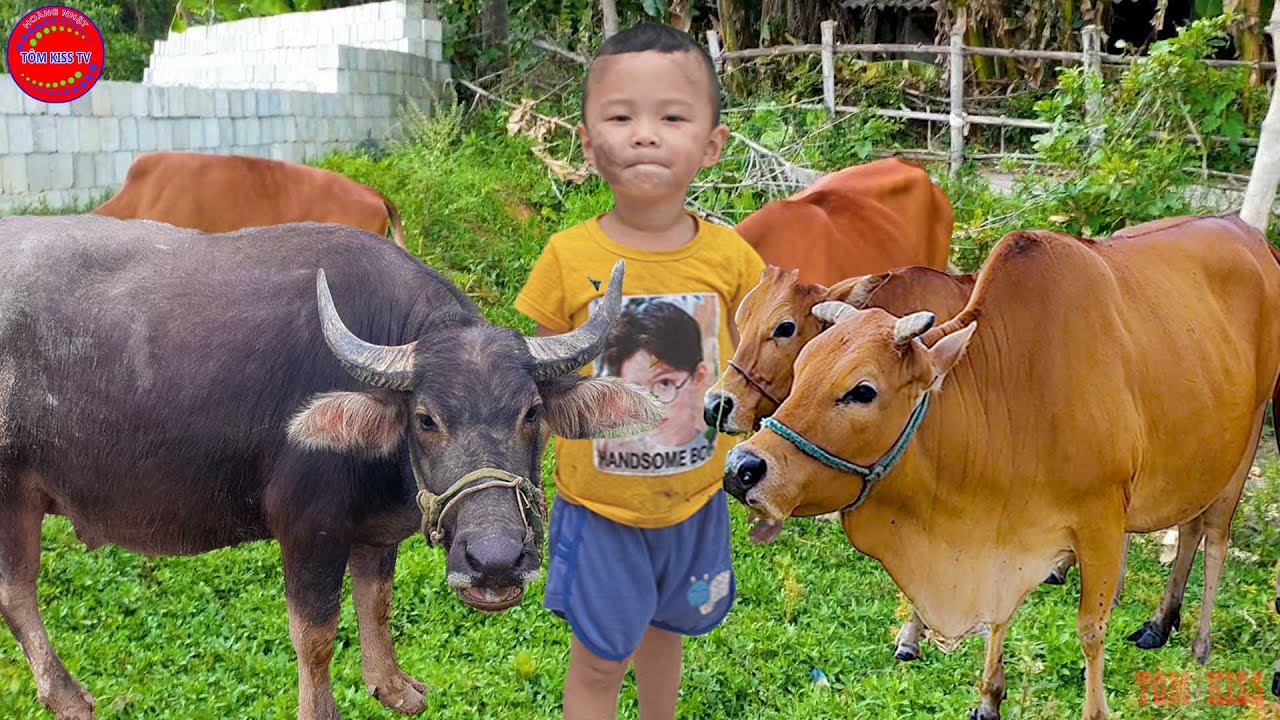 con trâu - con bò - gọi trâu - nhạc con trâu - nhạc con bò - đi chăn bò ...