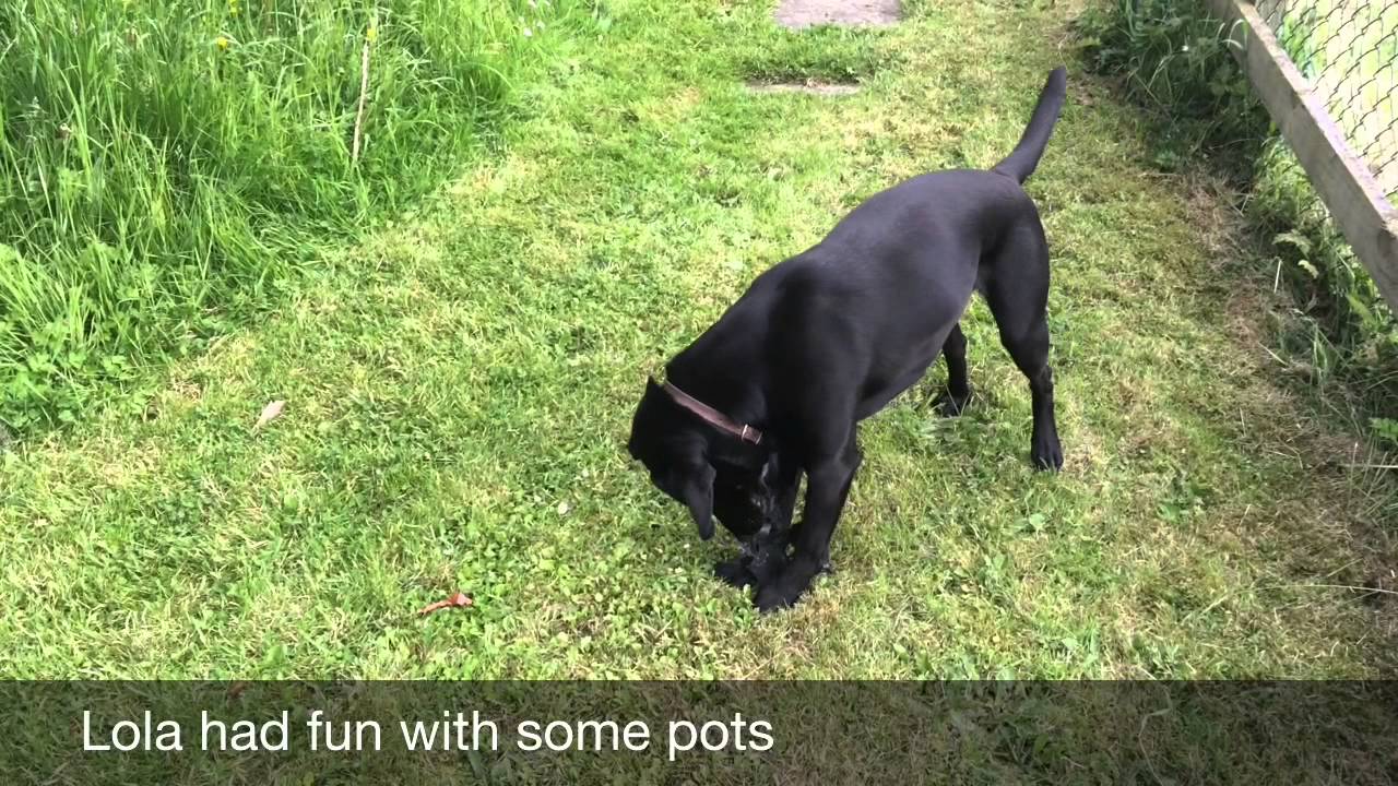 The Garden this Week | David Corscadden