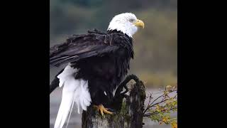 Bald eagle rouse (this is 'Spot', on Lake Sammamish)