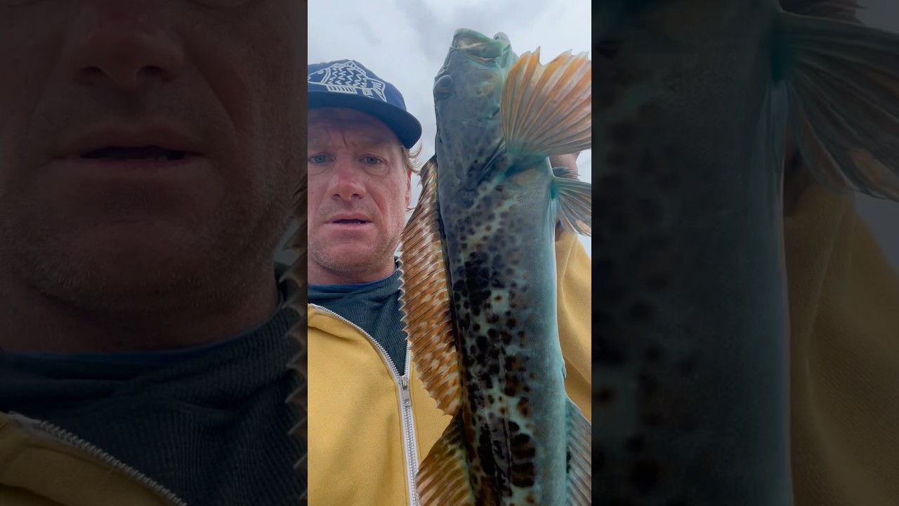Why are Blue Lingcod Blue? Does anyone know?