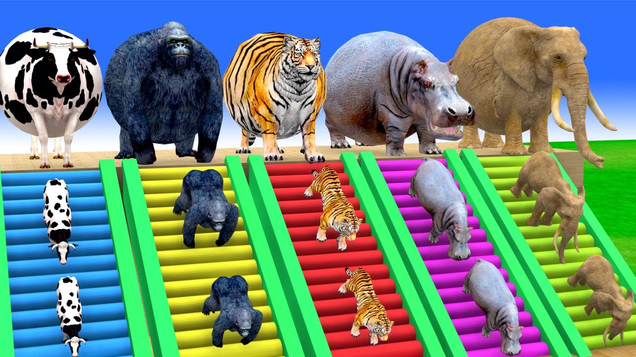 Long Slide Game with Cow Elephant Gorilla Hippopotamus Tiger 3d Animal Game Funny 3d Animals