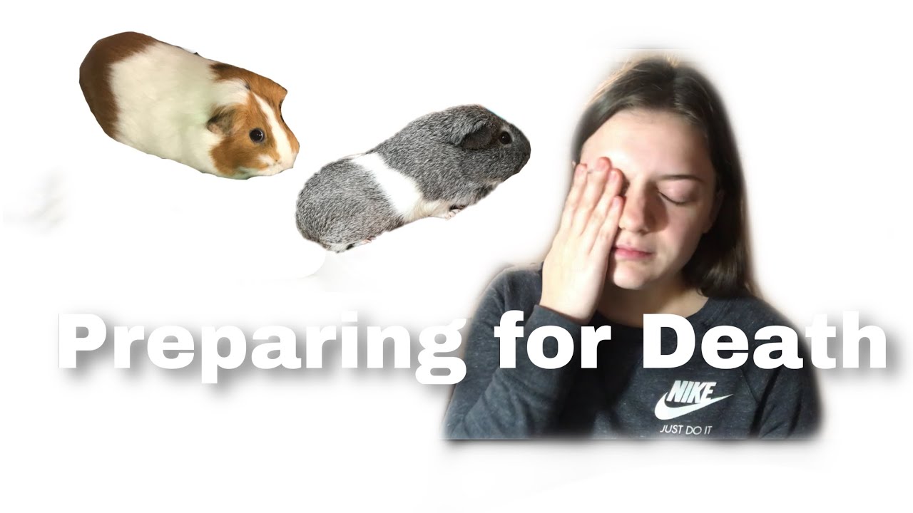 Signs Your Guinea Pig is Dying YouTube