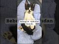 Uyuyan Yavru Kedi #cats #cat