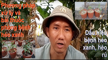 Cách phòng bệnh héo xanh gây hại cà chua hiệu quả