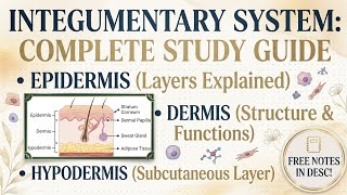 Integumentary System Explained | Skin Anatomy Made Easy 