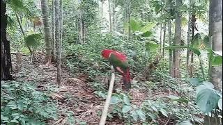 cara menangkap burung nuri