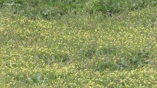 'Minimize your exposure' | Experts give tips on worseing the severity of seasonal allergies