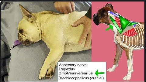 Functional Dog Anatomy-Palpation of the dog thoracic limb to body muscles, organized by innervation