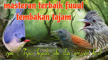 Masteran burung lombahan tembakan panjang 🔥🔥 rpm Tepus kepala abu dan siri siri kecil