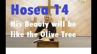 Hosea Chapter 14 'When Israel Repents, 'his Beauty will be like the Olive Tree' Catholic Bible Study