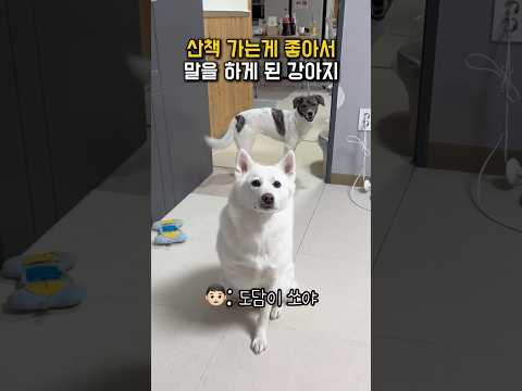 산책 가는게 좋아서 말을 하게 된 강아지 #shorts thumbnail