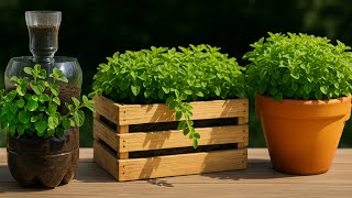 видео: 🌿 Как посадить и вырастить орегано, чтобы больше никогда его не покупать картинка: 🌿 Как посадить и вырастить орегано, чтобы больше никогда его не покупать