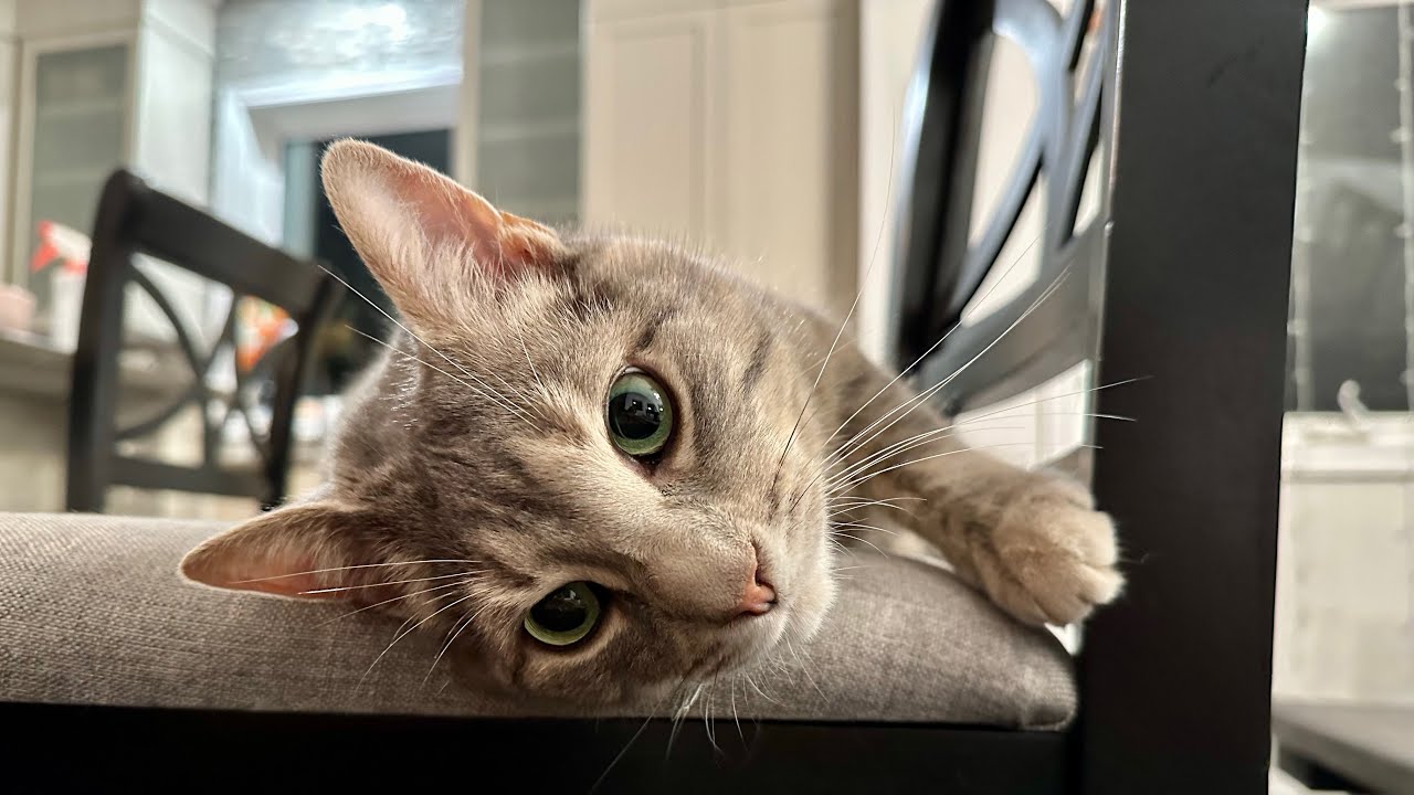 Why do Cats Knead? Watch Villanelle knead her paws on my belly YouTube