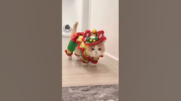 Trời ơi, cưng xỉu luôn! #shorts #oppspets