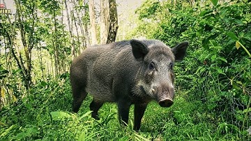 Hunting Elusive Wild Boars in Indonesia’s Rubber Plantation (Recreated with AI)