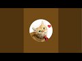猫TEAの癒しTime がライブ配信中!