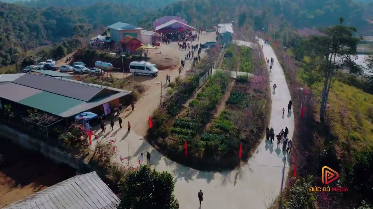 Đảo hoa anh đào  Pá Khoang - Mường Phăng - Điện Biên