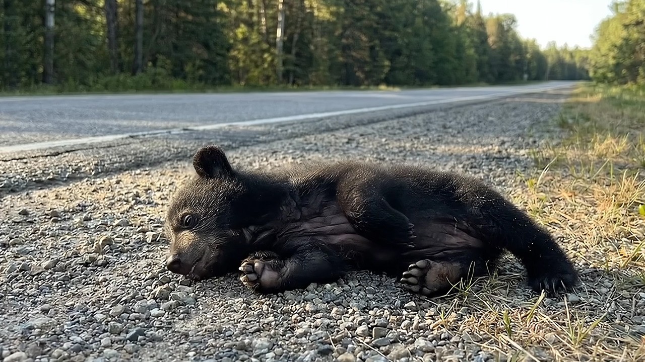 Saving a Tiny Black Bear Cub  - A Journey Back to the Wild
