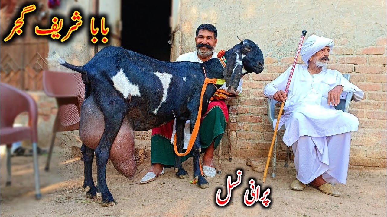 Very Informative Talk With Baba Shareef Gujjar - Beetal Goat Farming