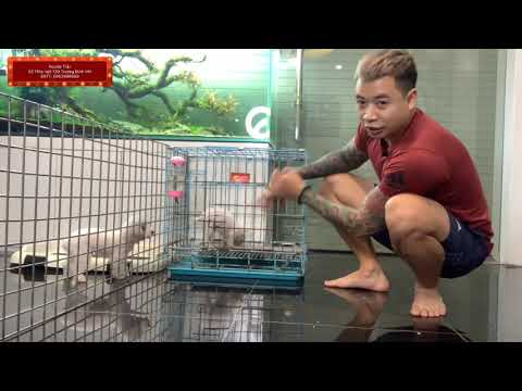 Video Cách chăm sóc chó poodle | hướng dẫn chăm sóc chó... - youtube