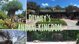 Disney's Animal Kingdom riding Kilimanjaro Safari, Expedition Everest and my last Dinosaur ride!